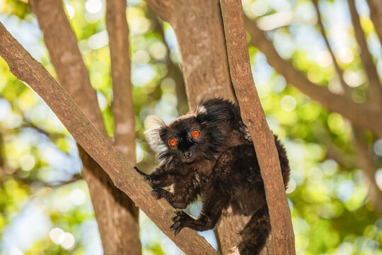 family Black lemur, Eulemur macaco, sits by a tree trunk
