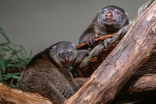 cute wild bear cuscus aulirops ursinus arboreal