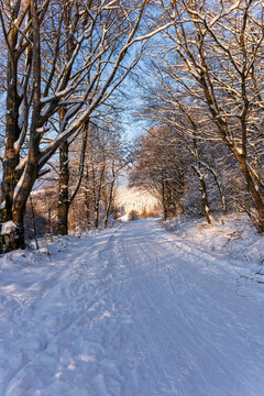 Winter forest trail through snow-covered trees in the Rh&ouml;n Mountains, Germany