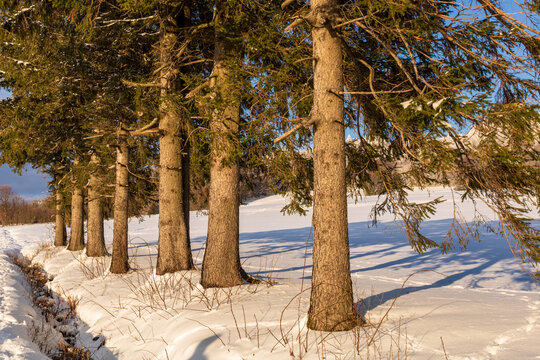 Snow-covered spruce trees beside a rural road in the Rh&ouml;n Mountains, Germany