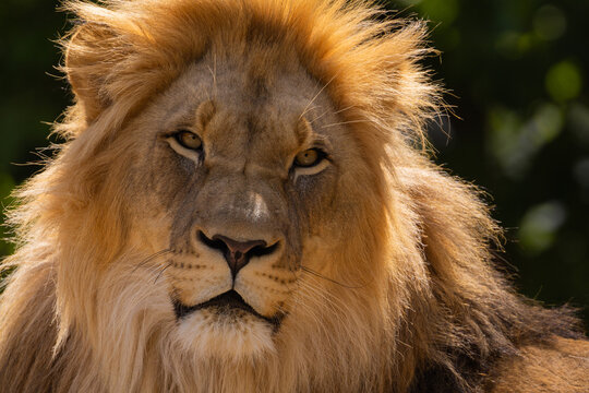 close-up image of a lion's head. expression is calm and majestic