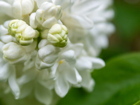 Macro close-up of double white common lilac (Syringa vulgaris) flower buds and blossoms