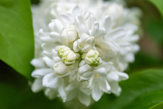 Double white common lilac (Syringa vulgaris) flowers blooming in spring garden