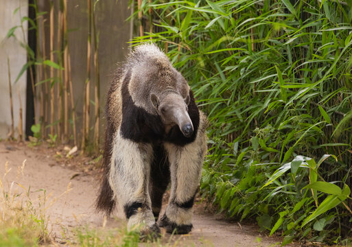 Giant anteater cute animal from Brazil.