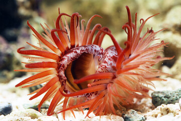 Swimming file clam (Limaria orientalis) in tropical aquarium  © Pavaphon