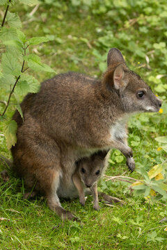 Bennett's wallaby Macropus or Notamacropus rufogriseus