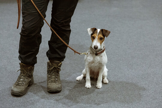 Jack russel terrier with woman