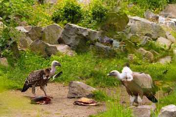 gyps rueppellii, Rueppell's Griffon Vulture