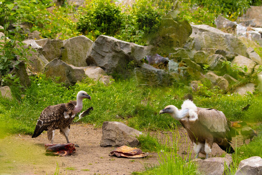 gyps rueppellii, Rueppell's Griffon Vulture