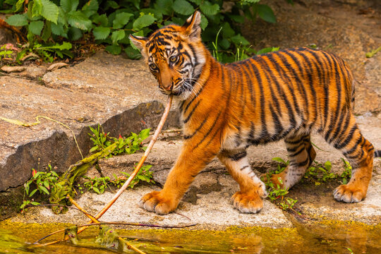Sumatran tiger family with two little cubs