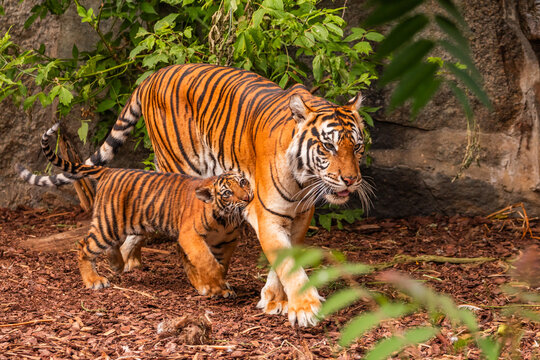 Sumatran tiger family with two little cubs