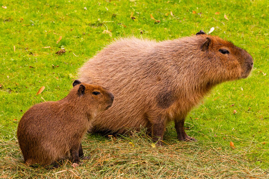 Capybara family standing on green grass in a natural habitat unique features