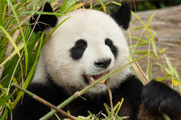 Obraz premium giant black and white panda is eating bamboo. Large animal closeup