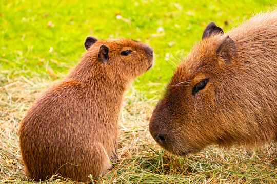 Two capybaras interacting grassy field, showcasing social behavior habitat