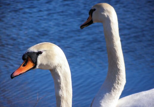 Two white swans with orange beaks against a deep blue water background