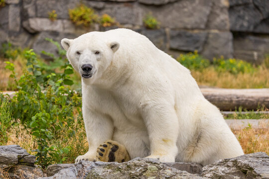 Polar bear sitting on rocky terrain surrounded by lush greenery