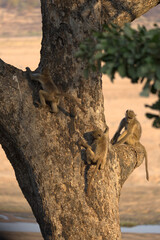 Chacma Baboons (Papio ursinus) playing in a tree. Taken in Kruger National Park, South Africa. © Jenny Grewal