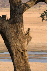 Chacma Baboons (Papio ursinus) playing in a tree. Taken in Kruger National Park, South Africa. © Jenny Grewal