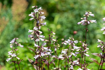 Fototapeta premium Foxglove beardtongue (penstemon digitalis husker red) flowers in bloom