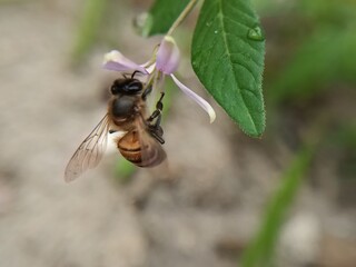 Close-up of a worker honeybee collecting nectar from a flower  mutualistic symbiosis  bee-flower relationship. © Sigit