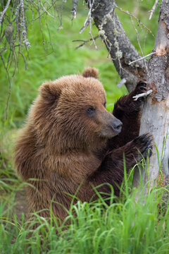 Juvenile Brown Bear with paws on tree in forest