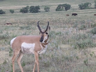 antelope in the wild © Morgan D.