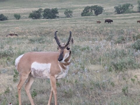 antelope in the wild