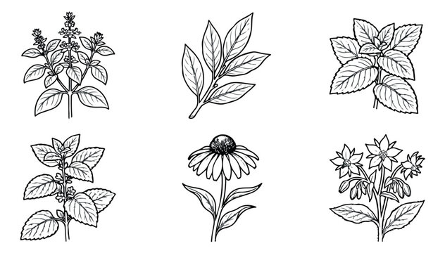Vintage botanical herb sketches, hand drawn medicinal plant illustrations, set of 6 black and white floral vector elements for apothecary packaging