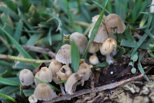 Hongos