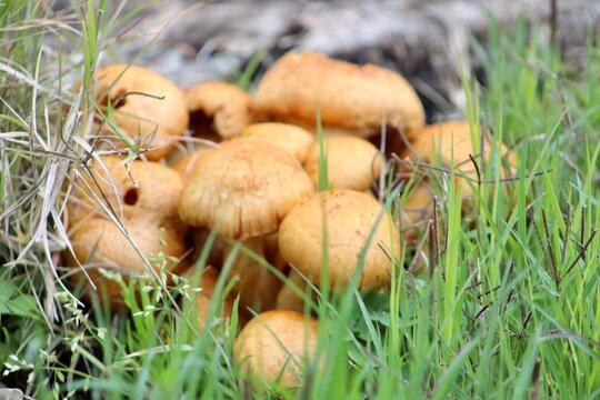 Hongos