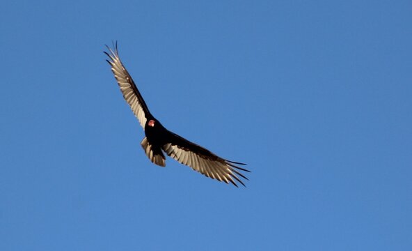 Jote en vuelo