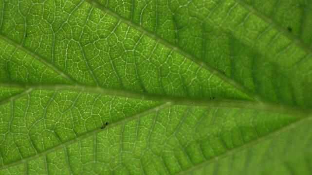 Extreme close up macro shot of a vibrant green grape leaf veins moving gently in the natural summer breeze captured in high quality