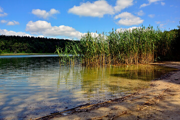 trzciny odbijające się w wodzie, trzciny rosnące w wodzie przy brzegu, trzcina pospolita, Phragmites australis, reeds reflected in the water's surface, Green reeds reflecting in water © kateej