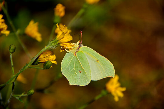 ż&oacute;łty cytrynek, ż&oacute;łty motyl siedzący na ż&oacute;łtym kwiecie, Latolistek cytrynek, listkowiec cytrynek (Gonepteryx rhamni), common brimstone, Male common brimstone 