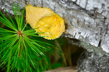 Wykwit piankowaty, wykwit zmienny (Fuligo septica), żółty śluzowiec na korze martwego drzewa brzozy, śluzowiec nazywany masłem czarownicy, scrambled egg slime, flowers of tan © kateej