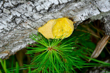 Wykwit piankowaty, wykwit zmienny (Fuligo septica), żółty śluzowiec na korze martwego drzewa brzozy, śluzowiec nazywany masłem czarownicy, scrambled egg slime, flowers of tan © kateej