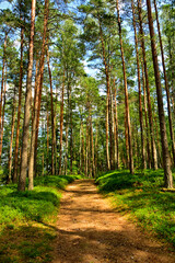 droga przez sosnowy, wysoki las, oświetlo0na słońcem, leśna ścieżka w słoneczny dzień, a road through a tall pine forest, lit by the sun, a forest path on a sunny day, Summer day in the pine forest. © kateej