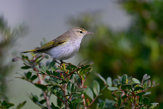 Berglaubs&auml;nger // Western Bonelli's warbler (Phylloscopus bonelli)