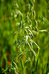 Owies zwyczajny (Avena sativa), zielony owies rosnący na polu, młody owies na polu,  common oat, Young green oats on the field, spikelets of oats © kateej
