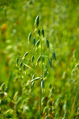 Owies zwyczajny (Avena sativa), zielony owies rosnący na polu, młody owies na polu,  common oat, Young green oats on the field, spikelets of oats © kateej