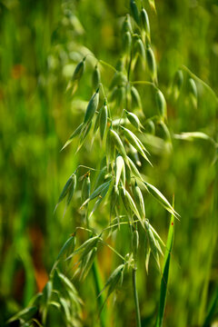 Owies zwyczajny (Avena sativa), zielony owies rosnący na polu, młody owies na polu,  common oat, Young green oats on the field, spikelets of oats