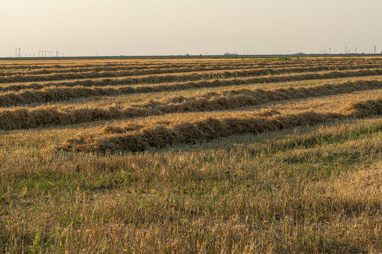 Rows of grain straw drying on a harvested field during golden hour. Rural agricultural landscape after harvest with windrows, open farmland, and distant wind turbines