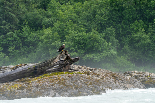 Bald eagle, Haliaeetus leucocephalus, on a log waiting for fish to show up, along Alsek River