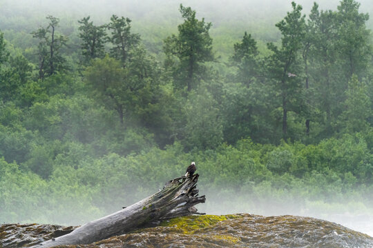 Bald eagle, Haliaeetus leucocephalus, on a log waiting for fish to show up, along Alsek River