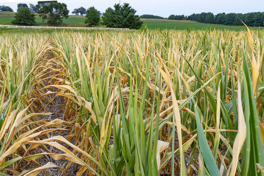 Rows of field corn during a drought in Wisconsin. 