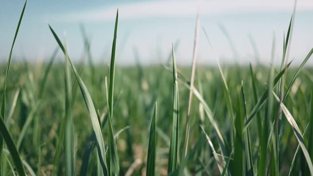 Green meadow with the blue sky and sea in the background