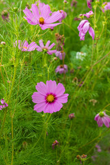 Fototapeta premium Pink cosmos flowers blooming in garden