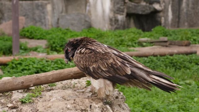 Large bird of prey stands on a rocky surface, surrounded by green grass and wooden logs, showcasing its feathers in a natural habitat environment
