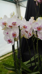 pink orchid flower © Sarah