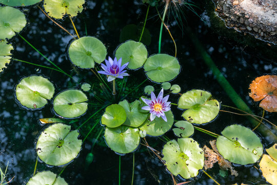 Purple Nymphaea Flowers Growing In Garden Pond At Kenilworth Aquatic Gardens Washington DC